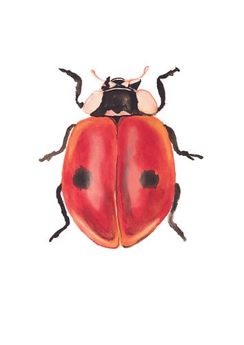 Impression d'une coccinelle, illustration spéciale d'insecte