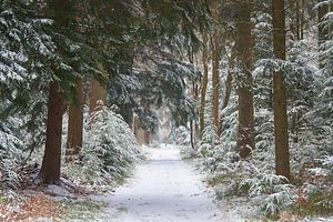 Der Wanderer in der Ferne