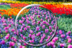 Glaskugel mit rosa Hyazinthen und Blumenfeld