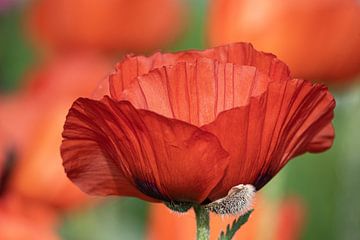 Türkischer Mohn von Sonja Waschke