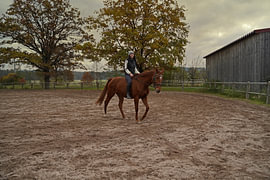 Training with the bay Oldenburg mare on a riding arena