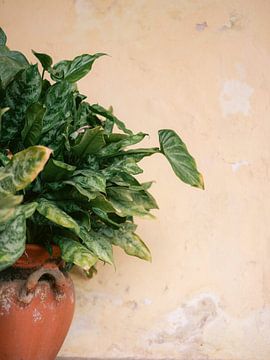 Gros plan sur une plante à Mérida au Mexique | Photographie de voyage colorée sur Raisa Zwart