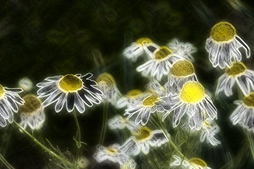 Kamilleblüten