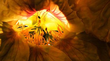 Oost-Indische vortex