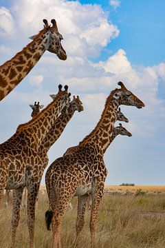 Masai giraffen van Peter Michel