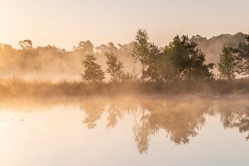 A golden morning III by Laura Vink
