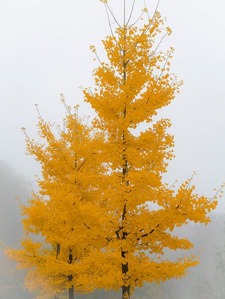 Arbres dans la brume par Willemijn Wolthaus