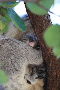 A baby koala and mother sitting in a gum tree on Magnetic Island, Queensland Australia