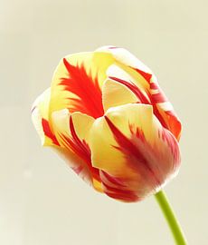 tulp flame 1 by Jonathan Kremer
