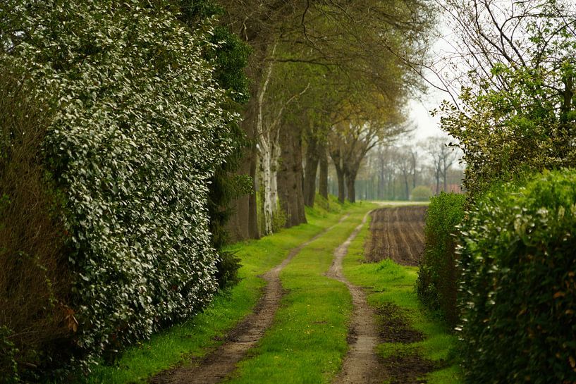 Route de campagne par Jan Nuboer