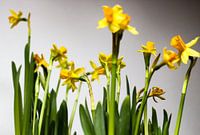 Narcissen.