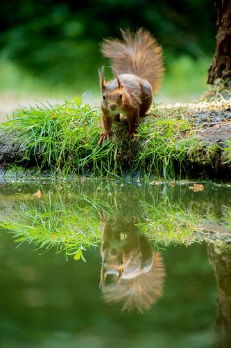 Spiegelbild-Eichhörnchen im Wasser