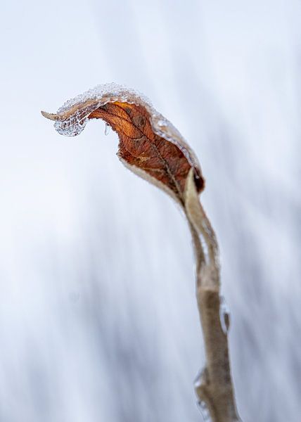 Icy leaf by Flatfield