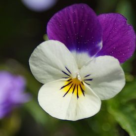 Blanc - Fleur violette d'une violette cornue. sur Karsten Mücke