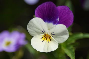 Blanc - Fleur violette d'une violette cornue.