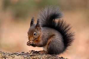 Eichhörnchen auf Baumstamm.