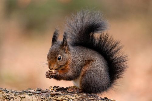 Eekhoorn op boomstam.