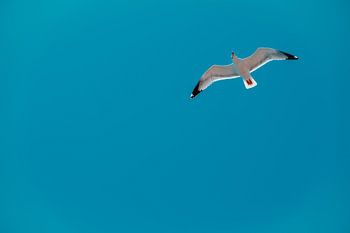 Möwe bei klarem blauen Himmel