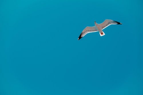 Möwe bei klarem blauen Himmel