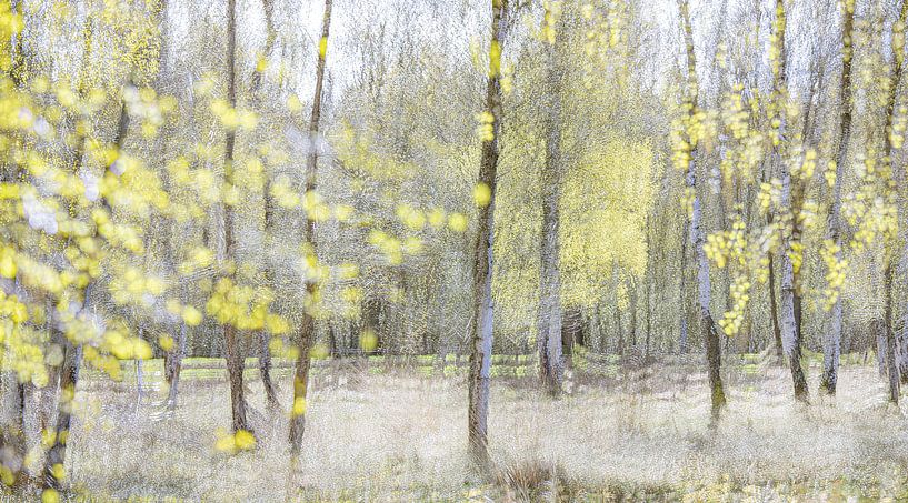 Spring impression with birches by Teuni's Dreams of Reality