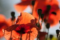 Poppies van Marco de Groot thumbnail