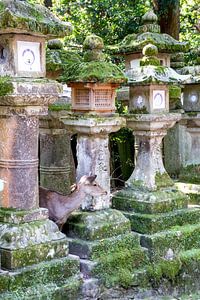 Des cerfs cachés entre des lanternes de pierre à Nara sur Mickéle Godderis