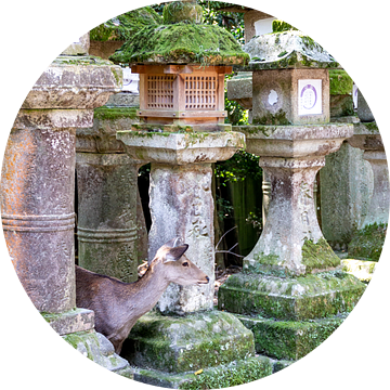 Hert verstopt tussen stenen lantaarns in Nara van Mickéle Godderis