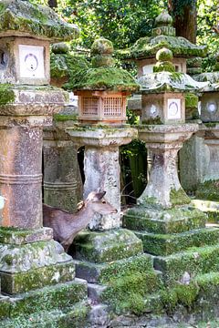 Hert verstopt tussen stenen lantaarns in Nara van Mickéle Godderis