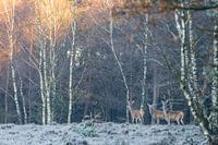 drie herten aan de rand van het bos
