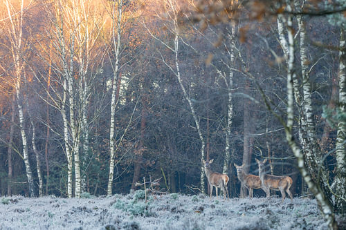 drie herten aan de rand van het bos