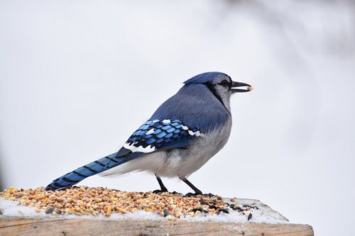 Un  geai bleu à la mangeoire