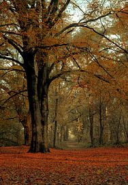 Wolfhezerheide part 25 by Tania Perneel