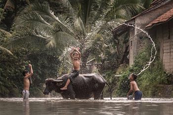 Washing the water buffalo