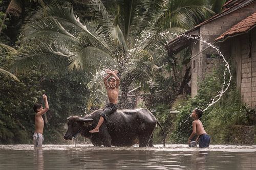 Washing the water buffalo