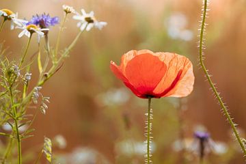 Mohnblume im Gegenlicht