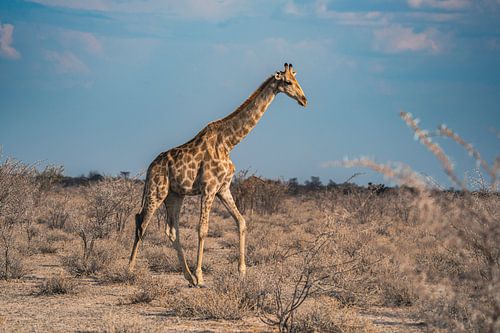 Giraffe in Etosha Nationaal Park in Namibië, Afrika