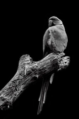 Alexander parakeet by Mirthe Vanherck