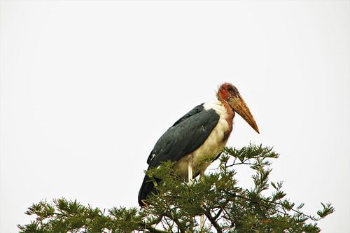 Afrikaanse Maraboe