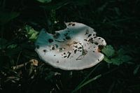 Eaten Mushroom