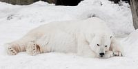 Een witte ijsbeer in een pluizige kristalwitte huid die op de sneeuw ligt en slaapt (rust), een groo