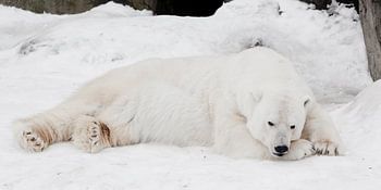 Een witte ijsbeer in een pluizige kristalwitte huid die op de sneeuw ligt en slaapt (rust), een groo