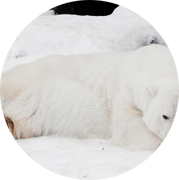 Een witte ijsbeer in een pluizige kristalwitte huid die op de sneeuw ligt en slaapt (rust), een groo van Michael Semenov