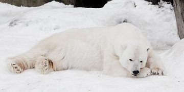 A white polar bear  in a fluffy crystal-white skin lying on the snow and sleeping (resting), a large by Michael Semenov