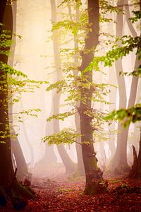 Herfstbos in de mist van Mark Scheper