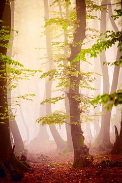 Herfstbos in de mist van Mark Scheper
