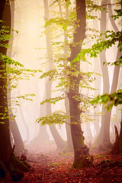 Herbstwald im Nebel von Mark Scheper