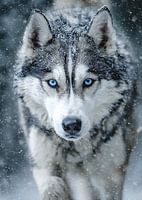 Husky - Blauer Blick im Schneesturm