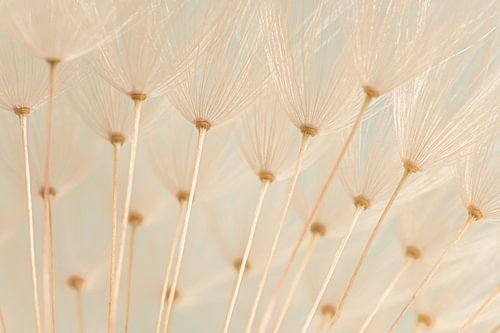 Pluisjes in zachte pastelkleuren openen in het licht