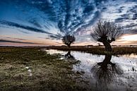 Knotwilgen in weiland tijdens de zonsondergang  by Michel Knikker thumbnail