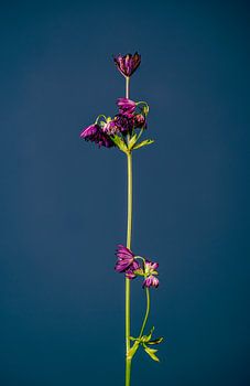 Lassen Sie Ihre Blume nicht hängen (blau)